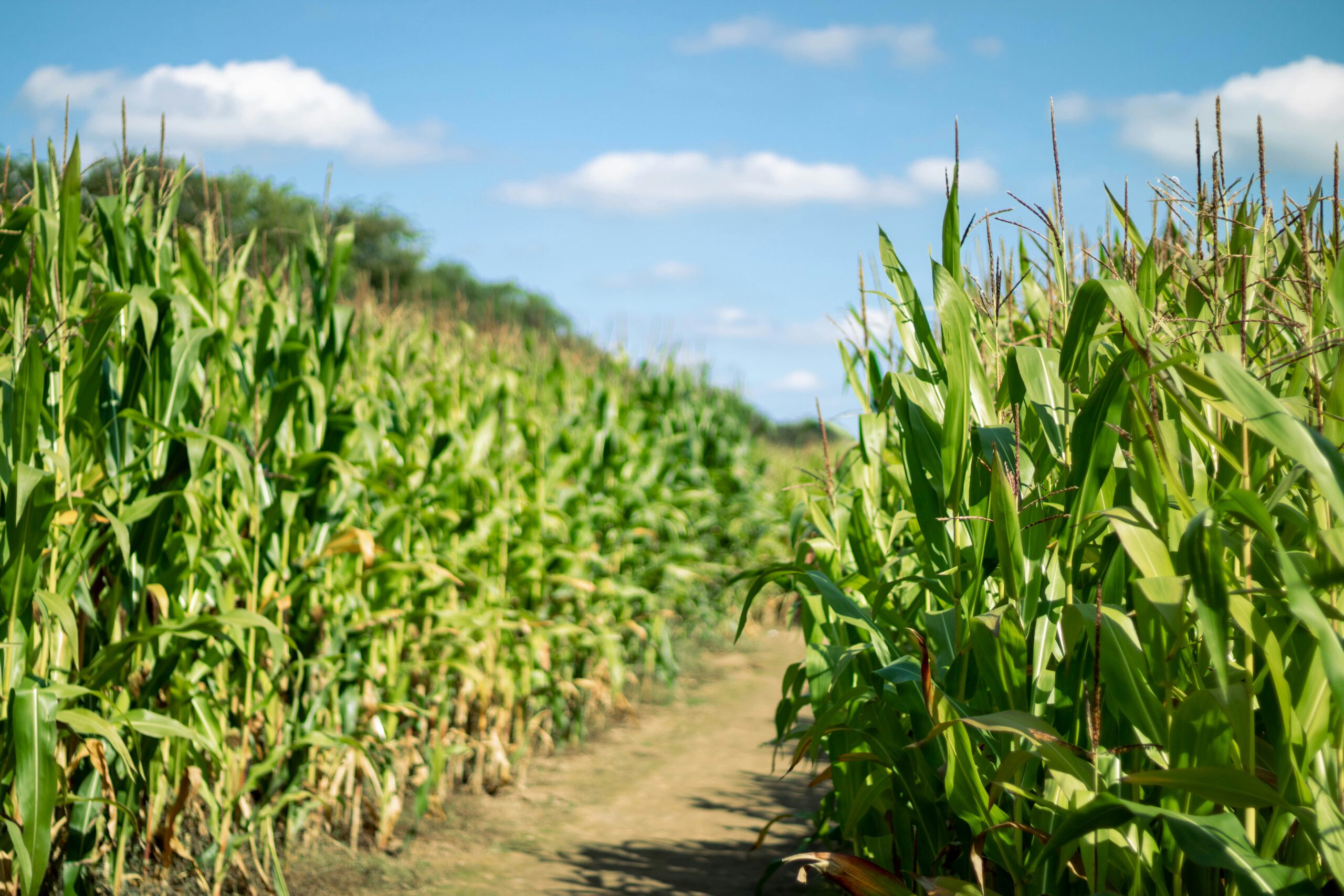 Maize Maze